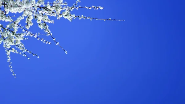 Vibrant Branches Blooming Tree Spring — Stock Photo, Image