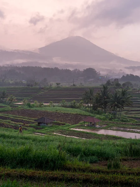 Endonezya Bali Güzel Bir Pirinç Tarlası Manzarası — Stok fotoğraf