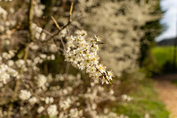 Branch Beautiful White Spiraea Flowers Garden Sunlight Spring — Stock Photo, Image