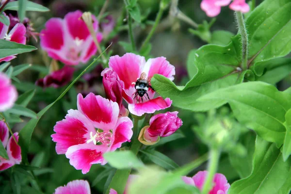 Doux Foyer Fleurs Godetia Colorées Fleurissant Dans Jardin — Photo