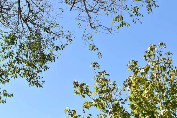 Fák Zöld Levelekkel Ágaikon Alulról Szedve Felfedve Kék Eget Háttérben — Stock Fotó