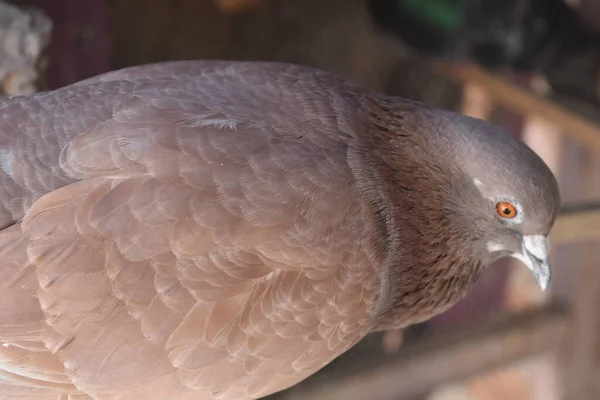 鳩のクローズアップショット — ストック写真