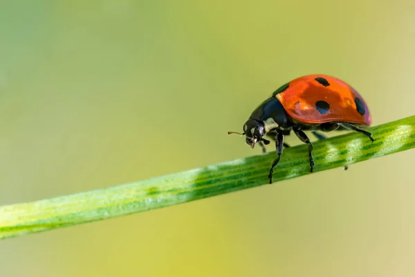 Seven Spot Ladybird Black Orange Insect Fennel Stem — Stock Photo, Image