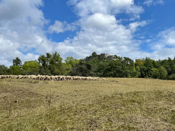 A beautiful shot of a herd of sheep in a field under the cloudy skies