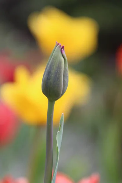 Pion Nieotwartego Pąka Tulipana Ogrodowego Rozmytym Tle — Zdjęcie stockowe