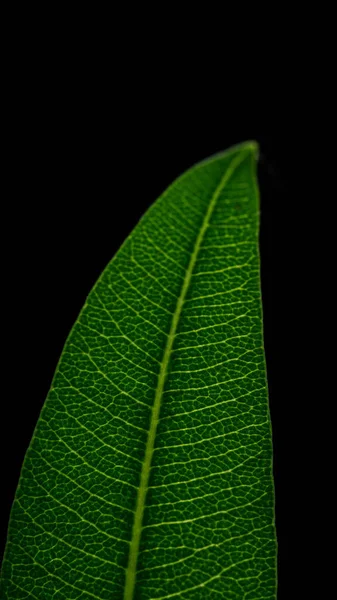 Вертикальна Крупним Планом Текстура Зеленого Листа Чорному Тлі — стокове фото
