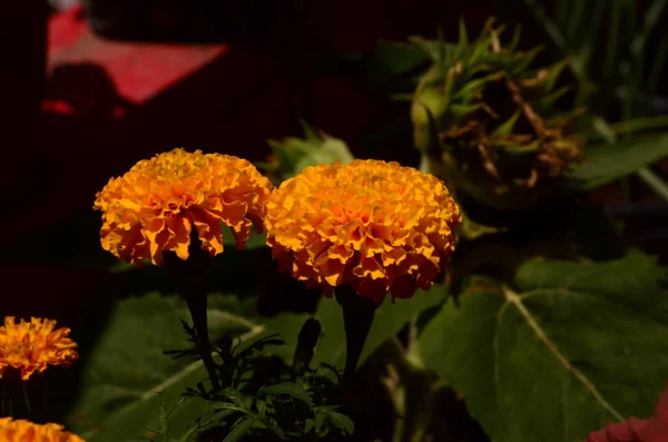 Closeup Shot Marigold Tagetes Flowers Growing Small Garden — Stock Photo, Image