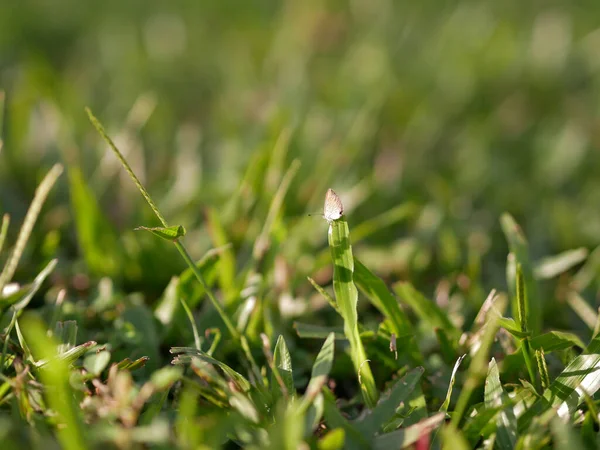 緑の芝生の上で小さな蝶のクローズアップショット — ストック写真