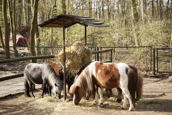 Three ponies eating inside wooden fences in the new zoo
