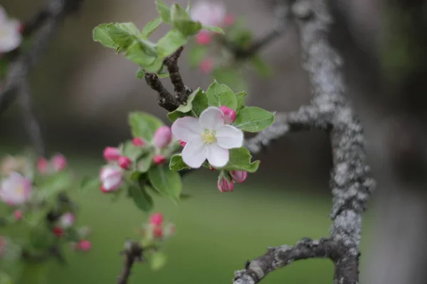 Selective Focus Shot White Blossoms Pink Buds Apple Tree — Stock Photo, Image