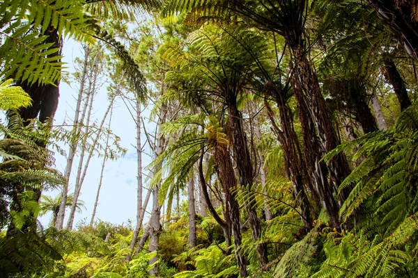 Tropenwald Coromandel Neuseeland — Stockfoto