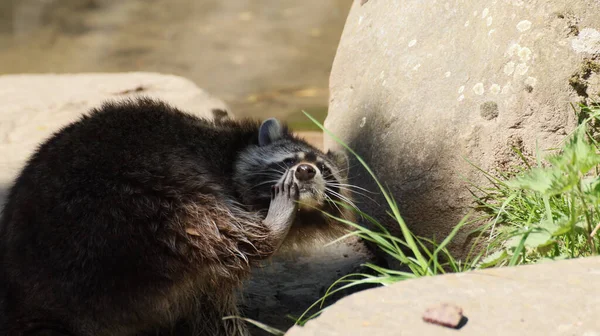 A closeup shot of a black and white Raccoon scratching its face while sitting between rocks with blurred background