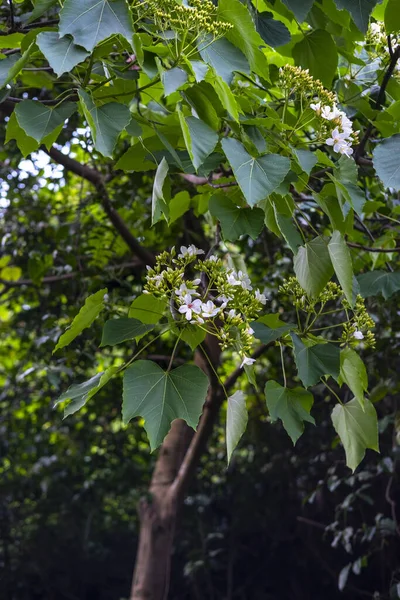 Vertical Shot Guelder Rose Viburnum Opulus Growing Garden — Stock Photo, Image