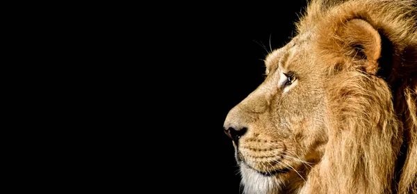 Gros Plan Lion Avec Fond Noir — Photo