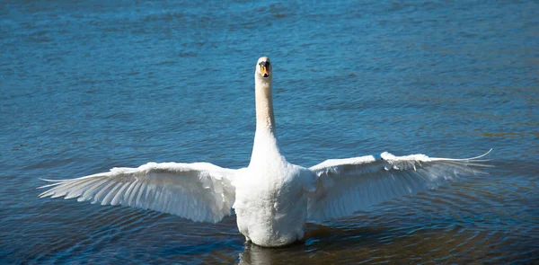 Cisne Blanco Batiendo Las Alas Río Mosela Alemania Aves Acuáticas — Foto de Stock