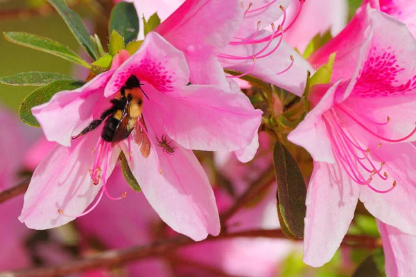 Closeup Bumblebee Pollinating Pink Azalea Flowers Growing Green Leaves Sunlight — Stock Photo, Image