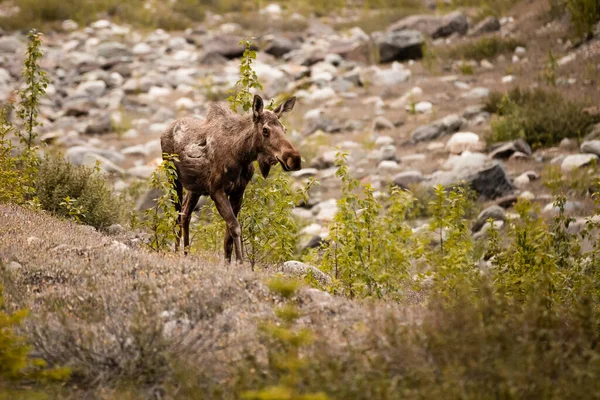 Closeup Shot Moose Forest — Stock Photo, Image