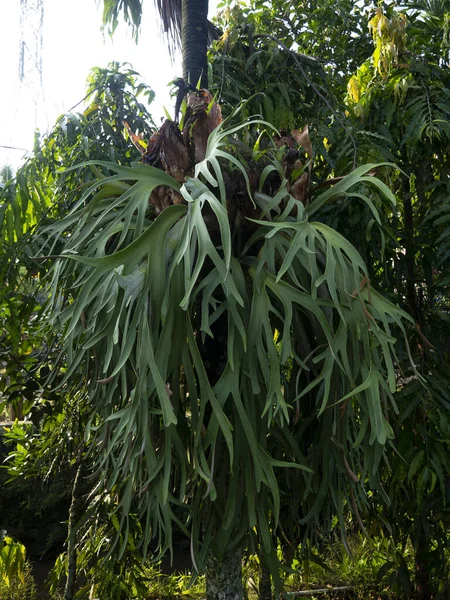 Platycerium Bifurcatum Coltivato Come Pianta Ornamentale Giardino Climi Temperati Può — Foto Stock