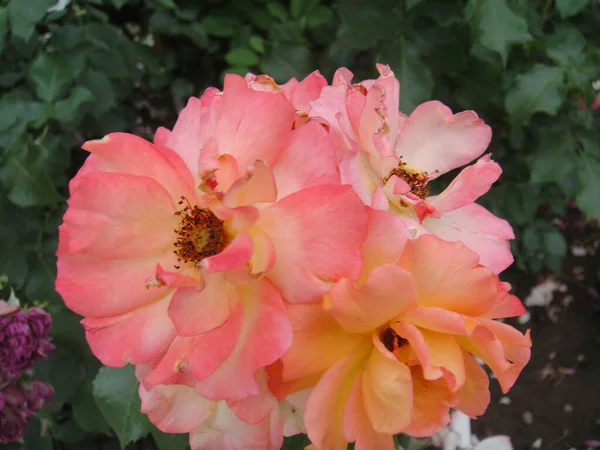 Розовые Цветы Пекинском Ботаническом Саду Китай — стоковое фото