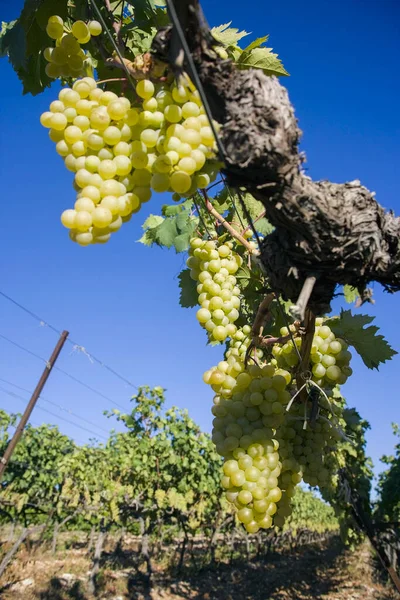 Vineyards Summer Provence France — Stock Photo, Image