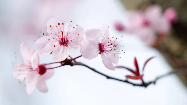 Detailní Záběr Třešňových Květů Rozmazaném Pozadí — Stock fotografie