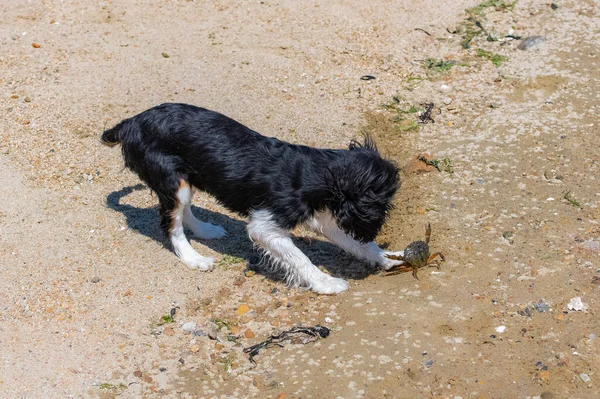 Cão Cavaleiro Rei Charles Cachorrinho Bonito Lutando Com Caranguejo — Fotografia de Stock