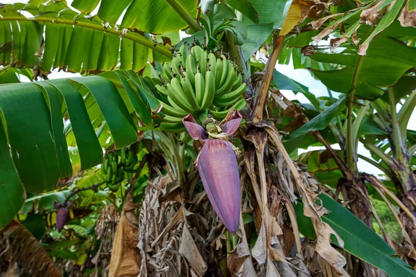 Крупный План Бананов Растущих Дереве Летом — стоковое фото