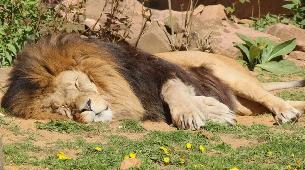 A beautiful shot of a lion sleeping on ground under the sunlight