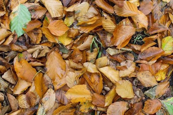 Una Toma Alto Ángulo Hojas Otoño Suelo Del Bosque — Foto de Stock