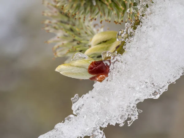 Een Selectieve Focus Shot Van Besneeuwde Naalden — Stockfoto