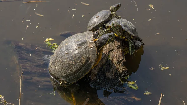Family Painted Turtles Rock Pond Sunlight — Stock Photo, Image