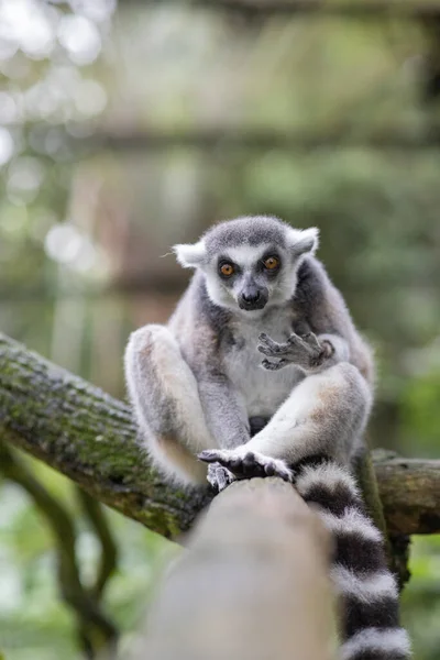 Närbild Ringsvansad Lemur — Stockfoto