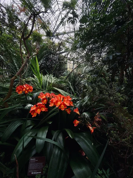 Ein Vertikaler Schuss Roter Blumen Die Garten Blühen — Stockfoto