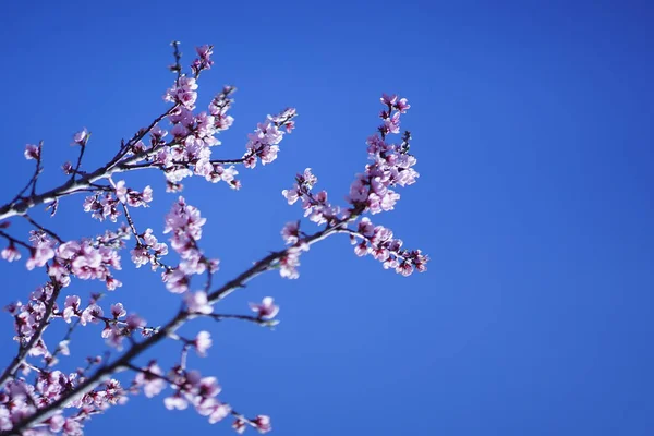 Närbild Små Rosa Blommor Blommar Trã Det Grenar Mot Den — Stockfoto