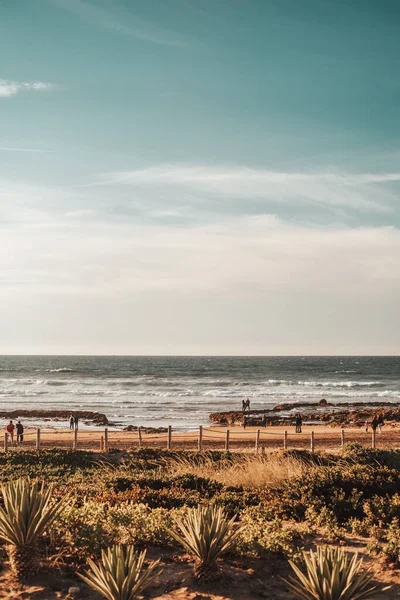 Beautiful Shot Agave Tequilana Plants Beach People Seawater Sunset Casablanca — Stock Photo, Image