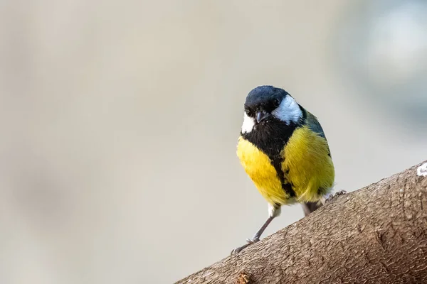 Great Tit Beautiful Bird Standing Branch —  Fotos de Stock