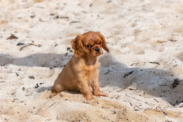 Süvari Köpek Kralı Charles Sahilde Oturan Yakut Bir Köpek Yavrusu — Stok fotoğraf