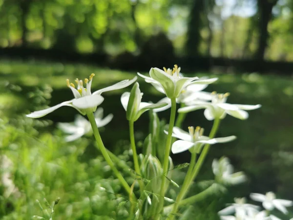 Gros Plan Fleurs Blanches Clématites Dans Parc Par Temps Ensoleillé — Photo