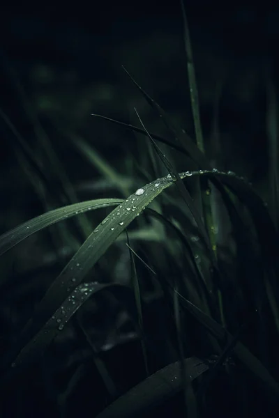 暗绿色叶子上的小水滴在模糊的背景上的特写 — 图库照片