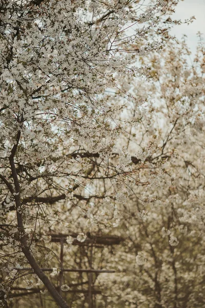 Vertikal Skott Träd Grenar Fulla Blommor Våren — Stockfoto