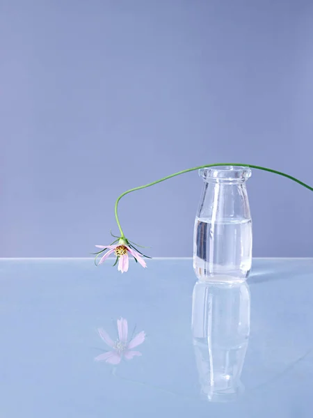 Прекрасний Знімок Квітки Космосу Скляній Вазі — стокове фото