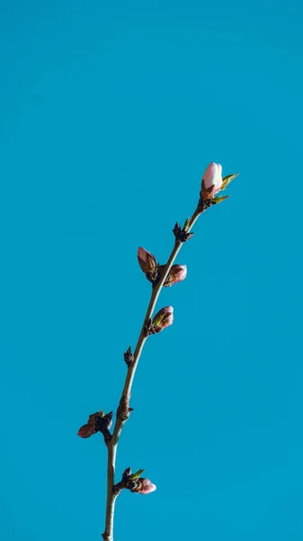 Plano Vertical Una Rama Con Capullos Flores Sobre Fondo Azul —  Fotos de Stock