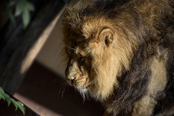 動物園で毛皮のライオンのクローズアップ — ストック写真