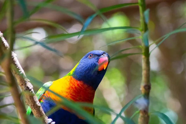 Gros Plan Oiseau Aras Perché Sur Une Branche Arbre — Photo