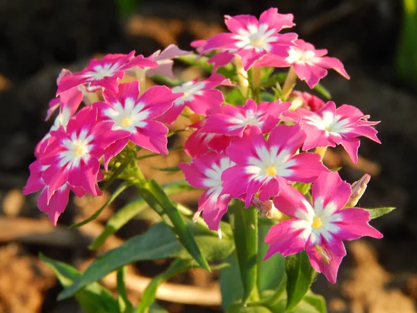 Eine Nahaufnahme Von Rosa Verbena Hybridblumen Die Gegen Grüne Pflanzen — Stockfoto