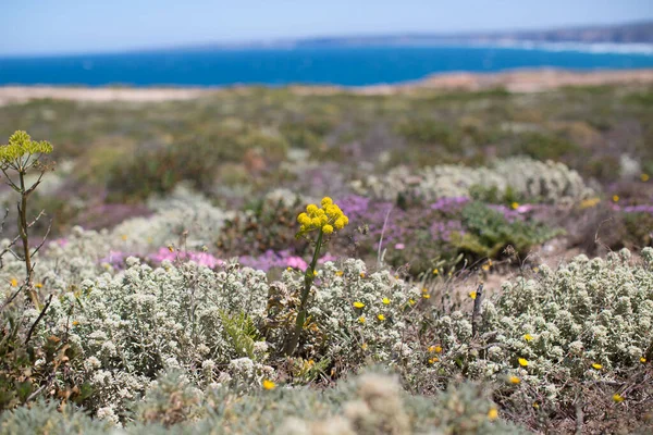 在葡萄牙海边开着花的田野 — 图库照片
