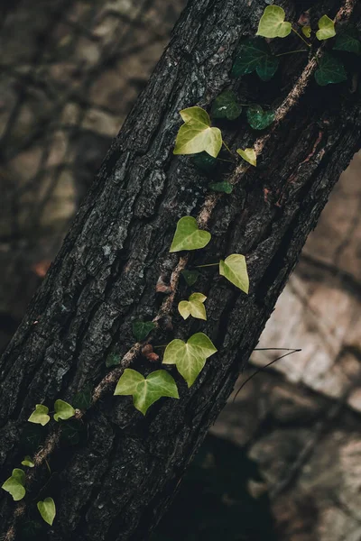 幹に登る植物の濃い緑の葉の垂直閉鎖 — ストック写真