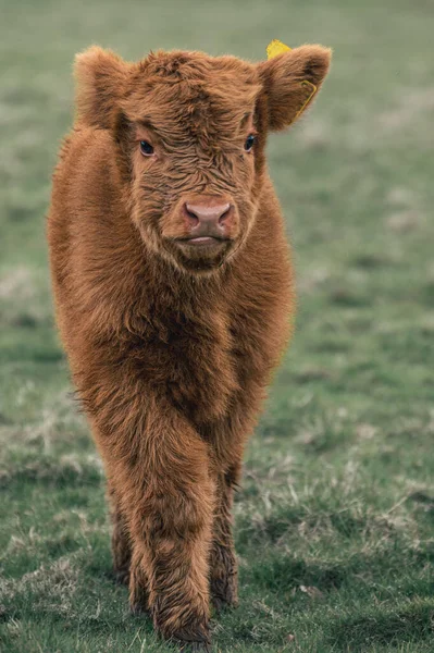 Zblízka Záběr Scottish Highland Telecí Chůzi Trávě Během Dne Rozmazaným — Stock fotografie