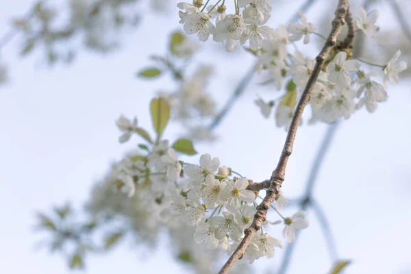 Белое Цветущее Сливовое Дерево Весенний День — стоковое фото