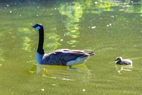 Ganso Canadá Con Polluelos Nadando Lago — Foto de Stock